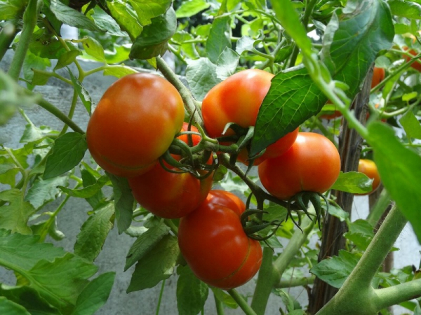 Почему у томатов образуются желтые пятна у плодоножки?